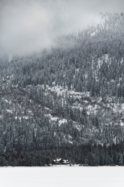 白天松树被雪覆盖